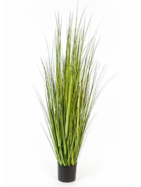 Carex grass
