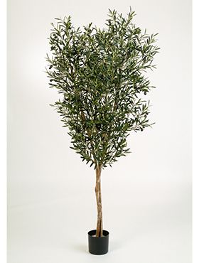 Natural olive