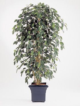 Ficus nitida exotica