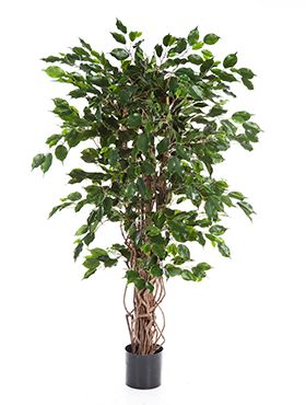 Ficus liana exotica
