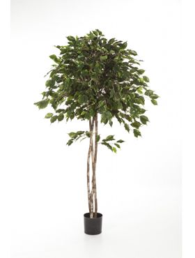 Ficus exotica umbrella