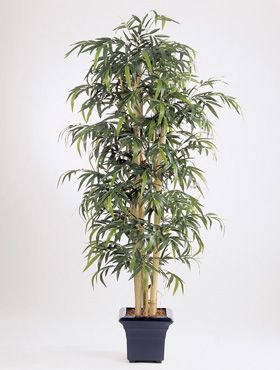 New giant bamboo