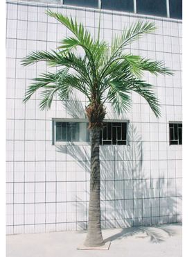 Giant phoenix palm