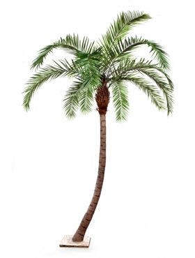 Phoenix palm curved