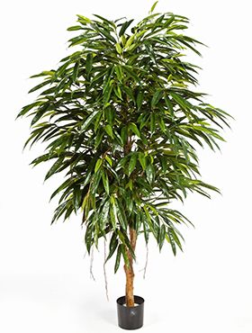 Longifolia royal tree