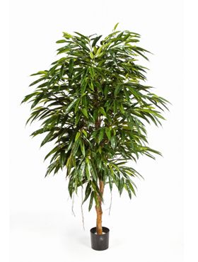 Longifolia royal tree
