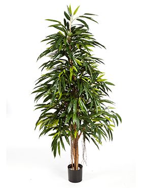 Longifolia royal natural