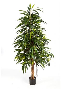 Longifolia royal natural