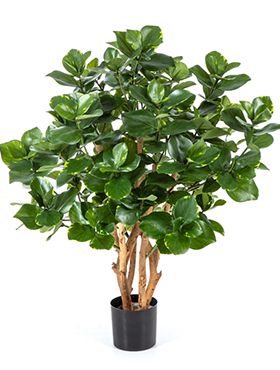 Clusia tree