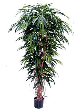 Longifolia Liane de Luxe