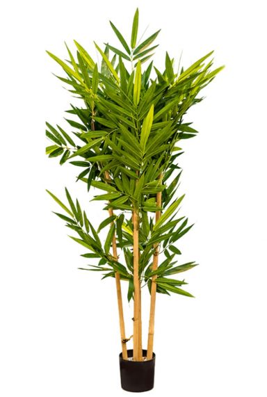 Bamboo