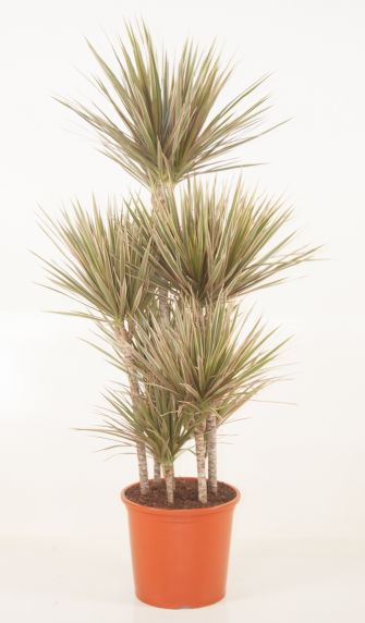 Dracaena Bicolor