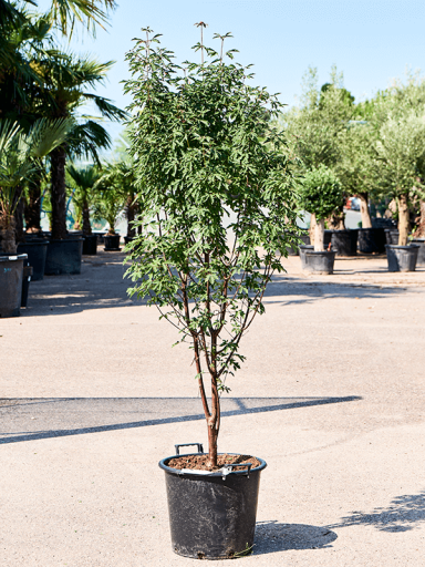 Acer-griseum-papieresdoorn-tuinplant 1