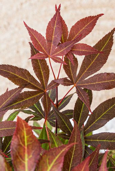 Acer palmatum atropurpureum tuinplant