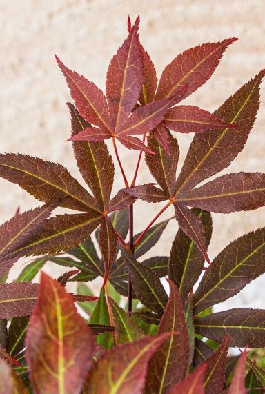 Acer palmatum atropurpureum tuinplant p19