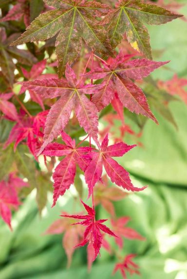 Acer palmatum beni maiko tuinplant