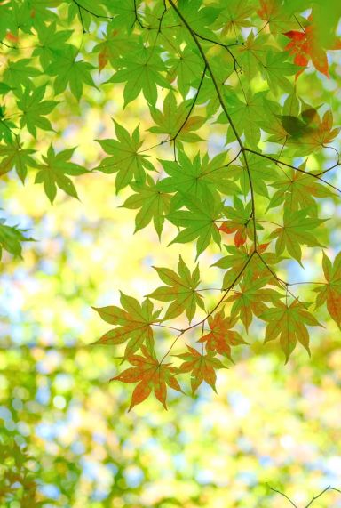 Acer palmatum bi hoo tuinplant 24