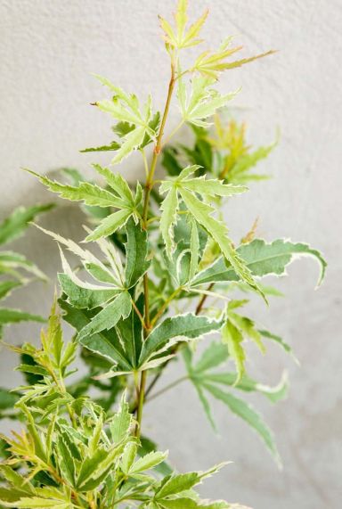 Acer palmatum butterfly tuinplant p10