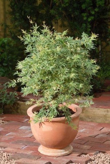 Acer palmatum butterfly tuinplant p24