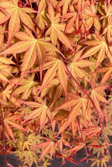 Acer palmatum cascade ruby tuinplant 24