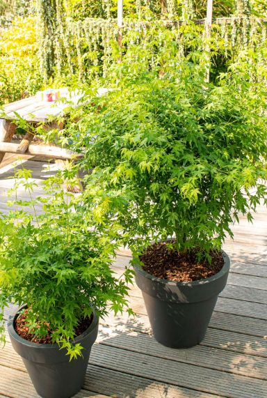 Acer palmatum going green tuinplant