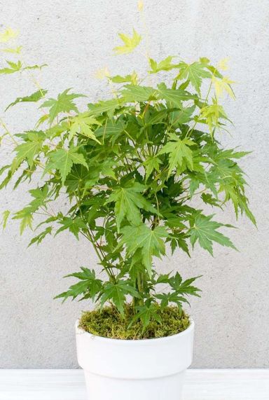 Acer palmatum going green tuinplant p10