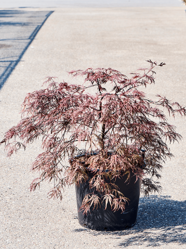 Acer palmatum inaba-shidare