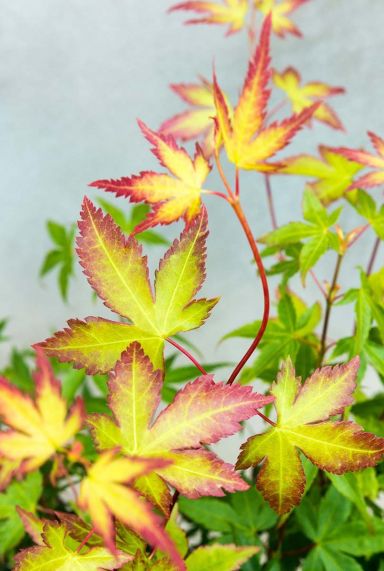 Acer palmatum little princess tuinplant