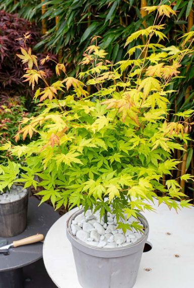 Acer palmatum orange dream tuinplant 19
