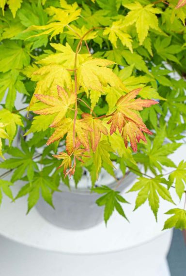 Acer palmatum orange dream tuinplant p10