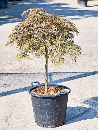Acer palmatum pendulum julian
