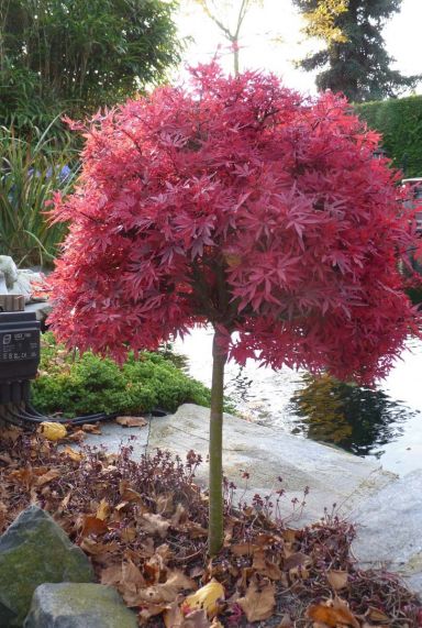 Acer palmatum shaina tuinplant