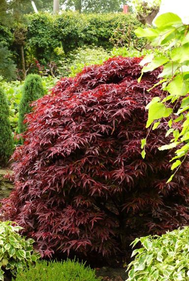 Acer palmatum shaina tuinplant 24