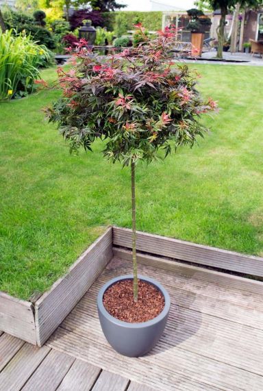 Acer palmatum shaina tuinplant p 19