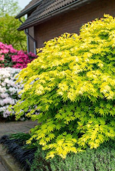 Acer shirasawanum jordan tuinplant p19