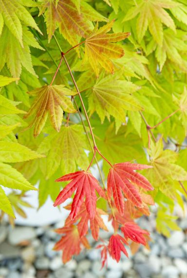 Acer shirasawanum moonrise tuinplant