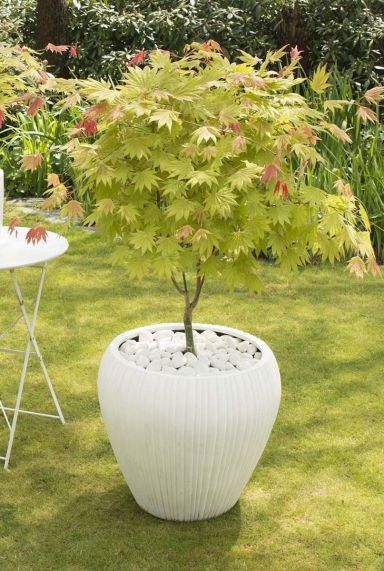 Acer shirasawanum moonrise tuinplant p19