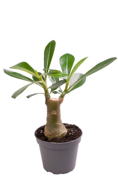 Adenium obesum