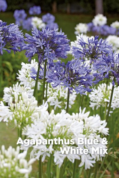 Agapanthus blue white mix bloembollen