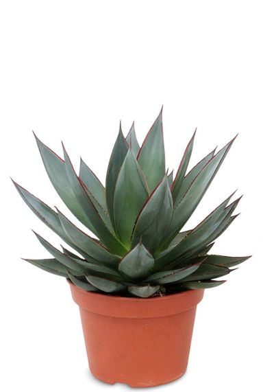 Agave shaka zulu kamerplant 2