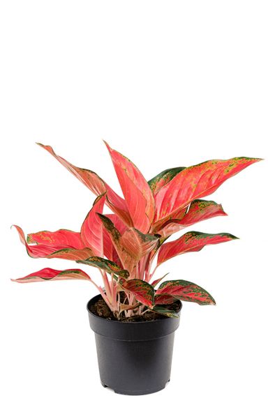Aglaonema cherry baby 2