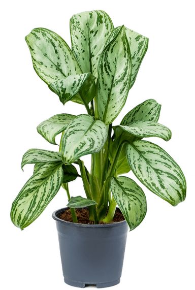 Aglaonema christina 2