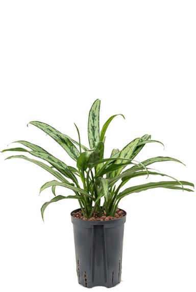 Aglaonema cutlass hydrocultuur kamerplant