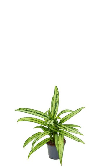 Aglaonema cutlass kamerplant 1