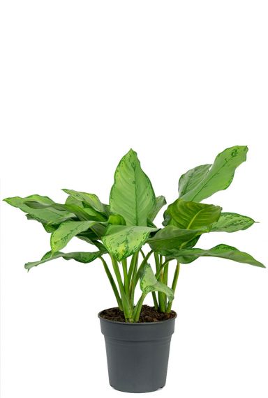 Aglaonema freedman 2