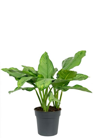 Aglaonema freedman 3