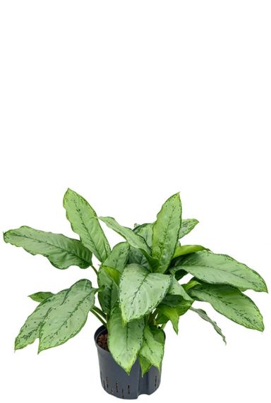 Aglaonema freedman hydrocultuur plant 1
