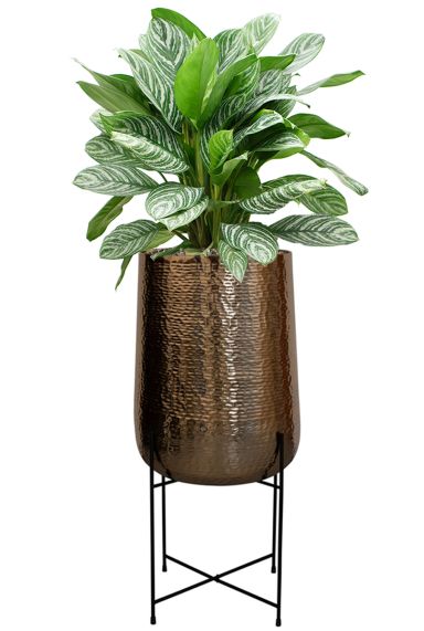 Aglaonema in grote pot