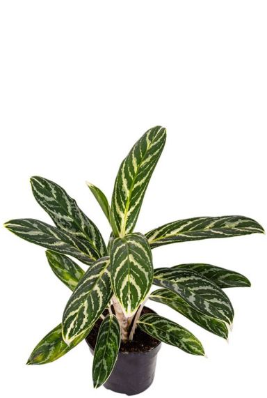 Aglaonema ivy green 12