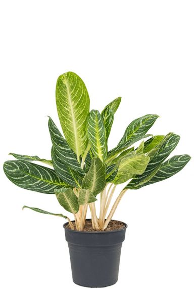 Aglaonema key lime kamerplant 1